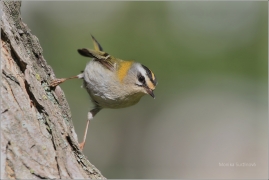 <p>KRÁLÍČEK OHNIVÝ (Regulus ignicapillus) /Firecrest - Sommergoldhähnchen/</p>
